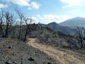 Despueés del incendio en Coín (Málaga). Foto: Ayuntamiento de Coín